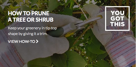 canadian-tire-how-to-prune-you-got-this